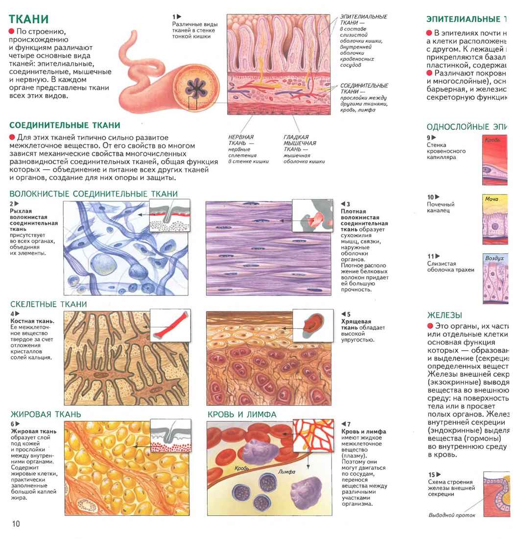 Какие органы входят в соединительную ткань. Ткани человека. Типы тканей человека. Ткани человека и их функции таблица с рисунками. Строение тканей человека.