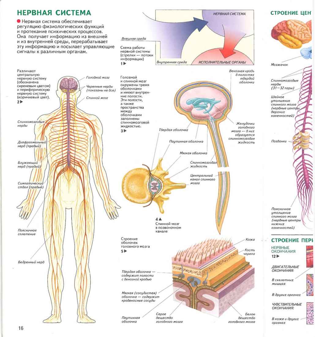Центральная нервная система анатомия