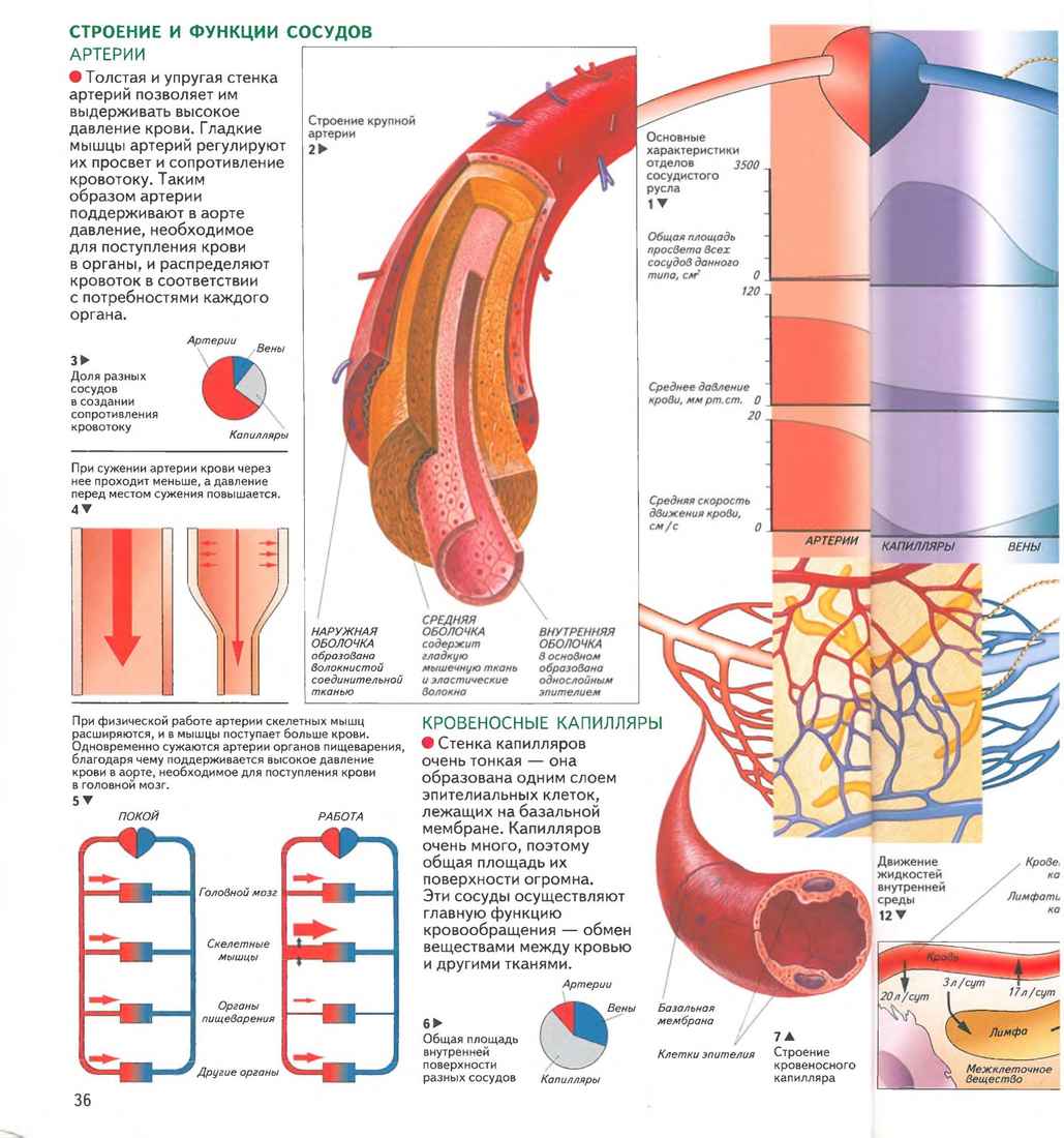 Артерии вены капилляры слои. Строение вен и артерий ЕГЭ. Строение и функции сосудов. Строение кровеносных сосудов. Строение артерий вен и капилляров.