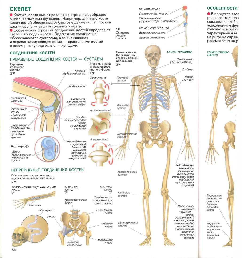 Конспект строение скелета человека