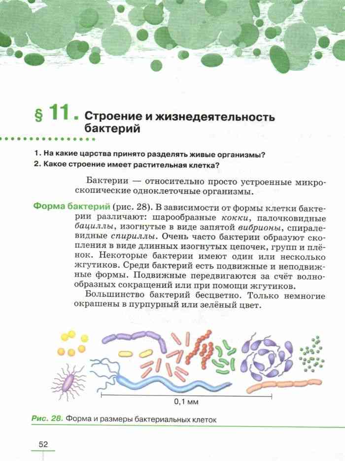 Большинство бактерий бесцветны. Формы бактерий. Форма и Размеры бактериальных клеток. Учебник по биологии 5 класс. Учебник биологии 5 класс Пасечник читать онлайн.