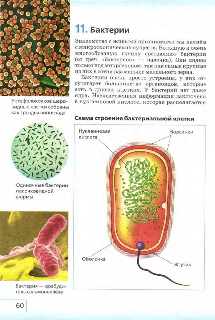 Биология 5 класс базовый