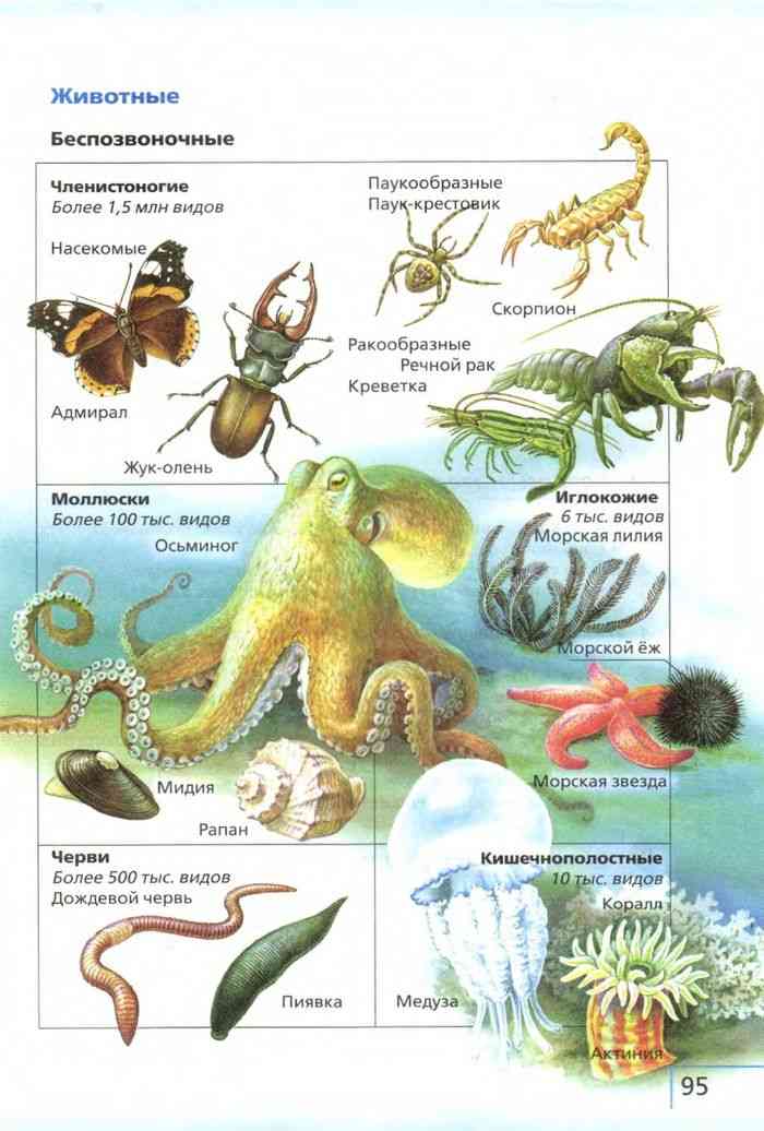 Какие организмы относятся к беспозвоночным животным