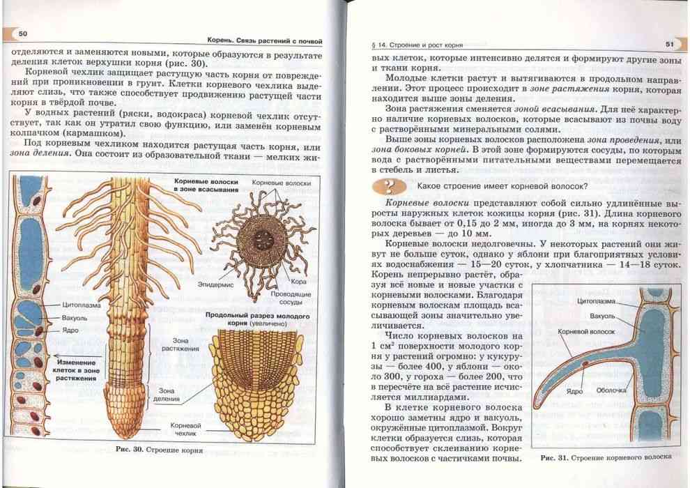 Биология 5 класса параграф 11. Строение клеток корневого волоска. Биология 5 класс. Структура корневого волоска. Анатомия корня.