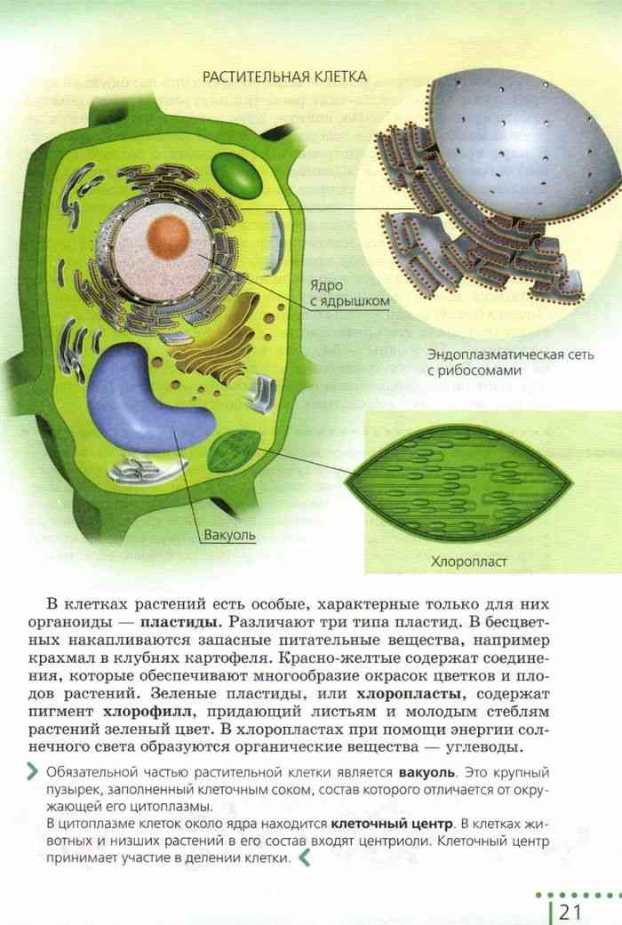 Клетка биология 6 класс рисунок