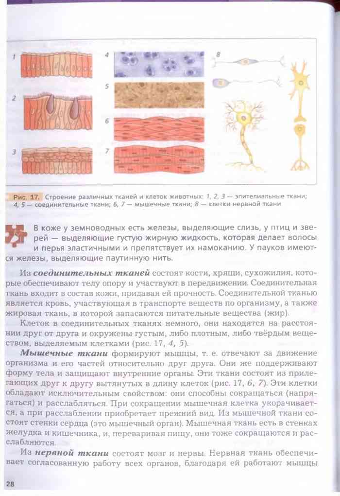 Биология 7 класс константинов рисунки из учебника