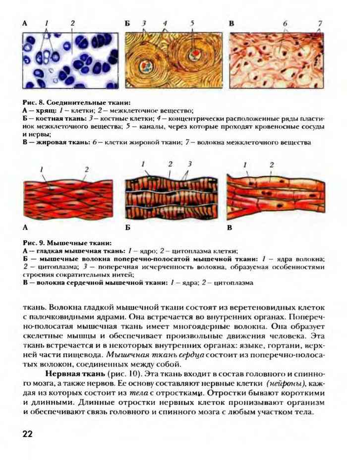 Соединительная ткань рисунок 8 класс