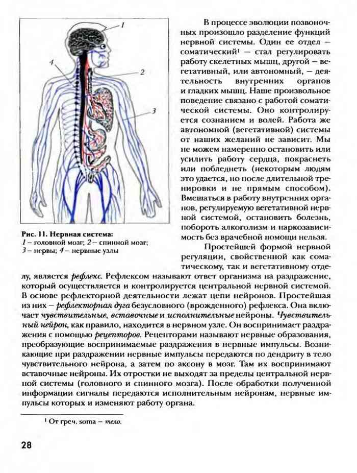 Спинной мозг презентация 8 класс биология драгомилов