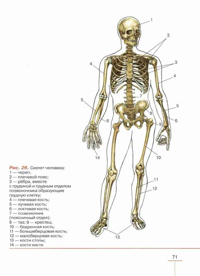 Скелет человека биология 8. Скелет человека учебник биологии 8 класс. Скелет человека 8 класс биология из учебника. Скелет человека рис 13 учебник биологии 8 класс. Строение скелета 8 класс биология.