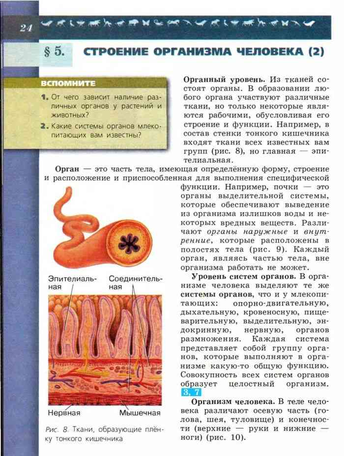 Поурочные планы по биологии 8 класс пасечник