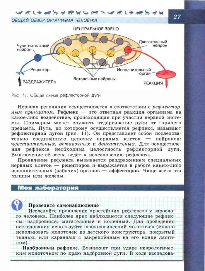 Презентация по биологии 8 класс пасечник сон и бодрствование