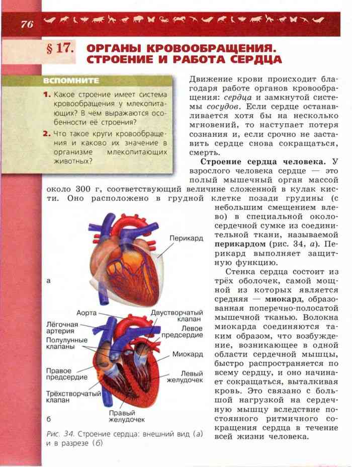 Рисунок сердца биология 9 класс